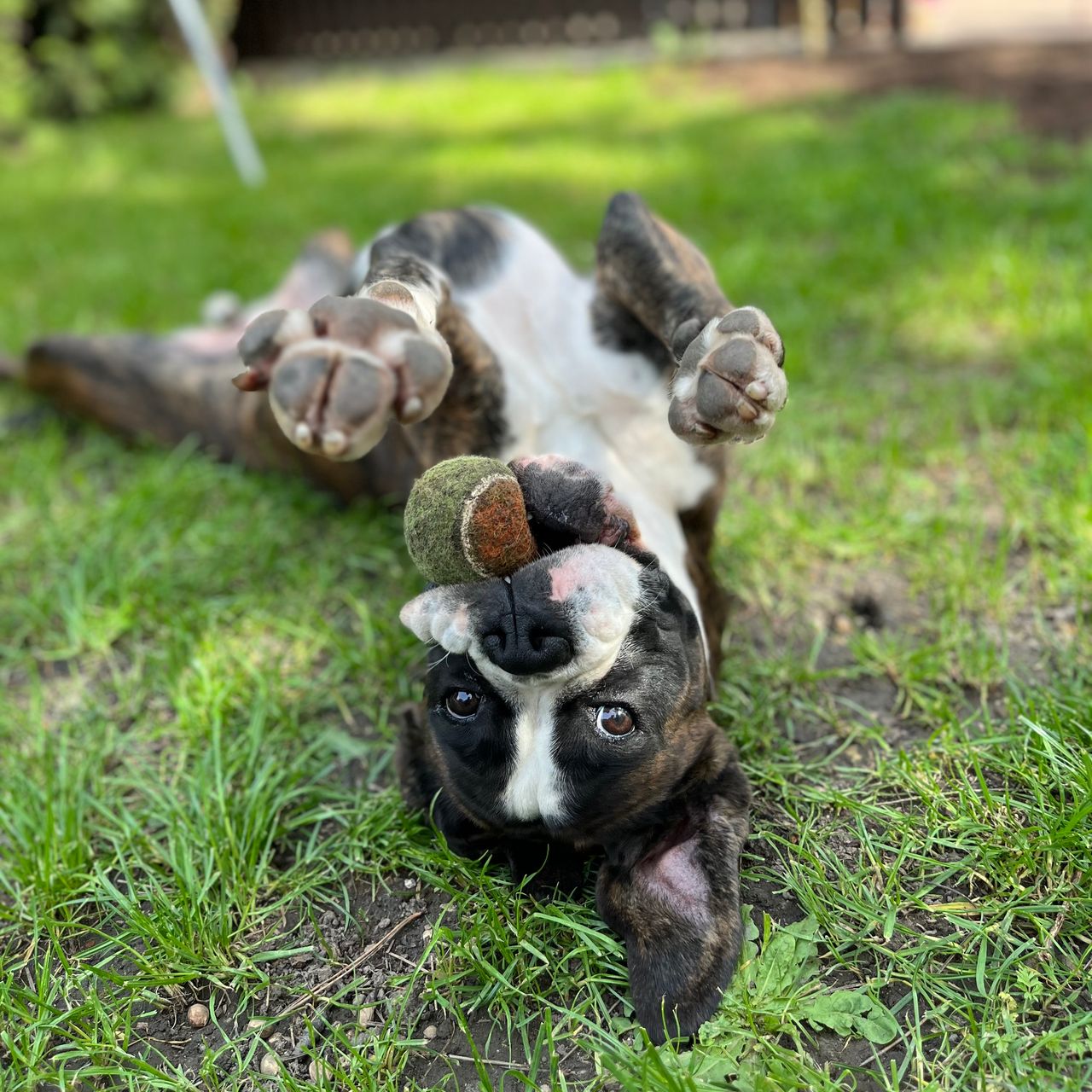 Soutěžní fotografie - Betynka,  Německý boxer