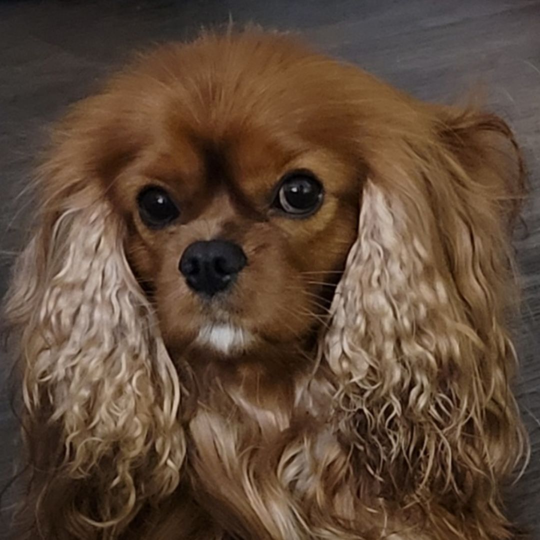 Soutěžní fotografie - Frodo Luckykay,  Kavalír King Charles španěl