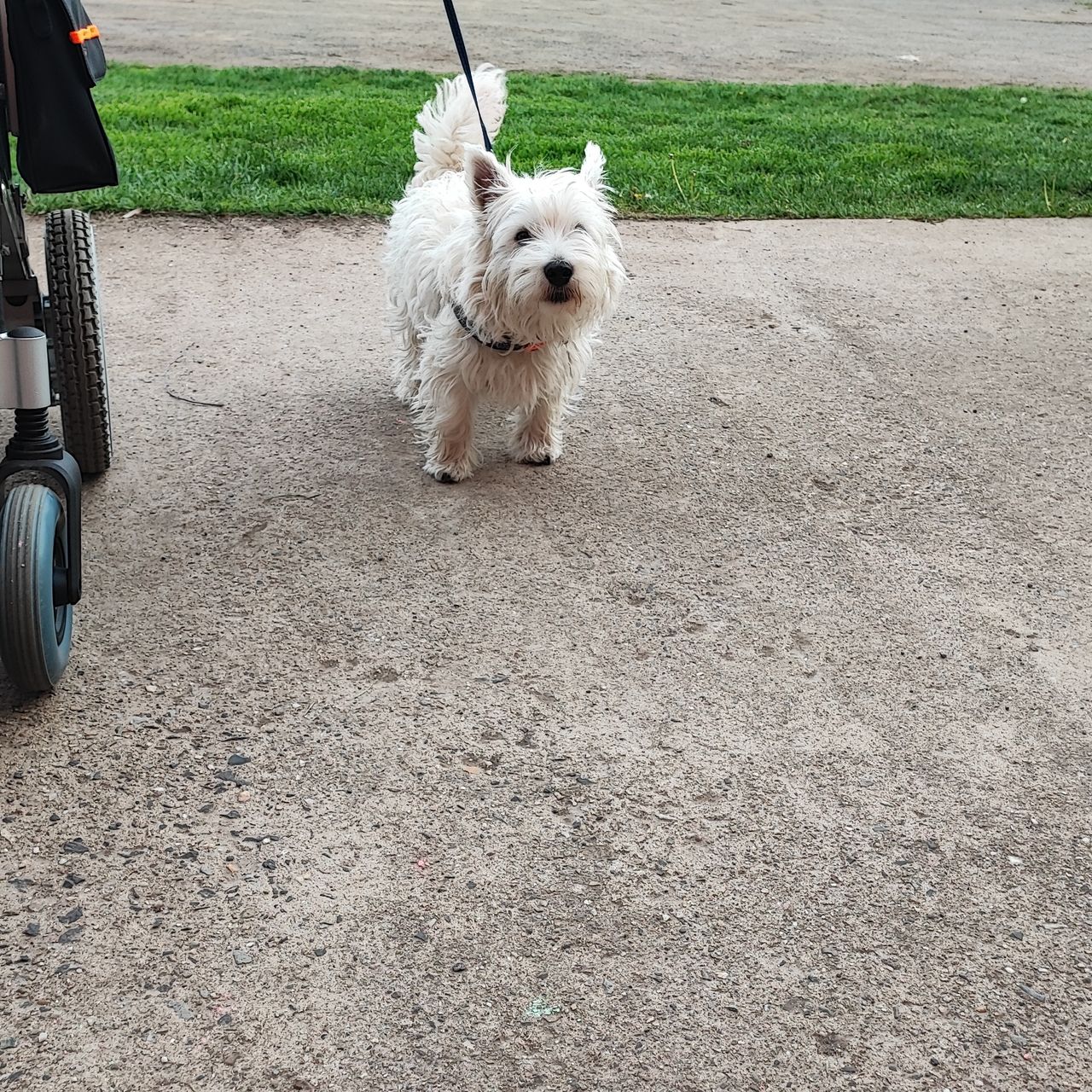 Soutěžní fotografie - Max,  West Highland White Terrier