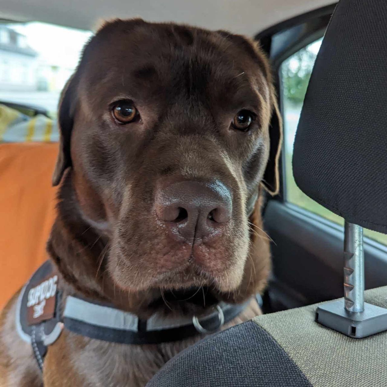 Soutěžní fotografie - Aron,  Labradorský retriever