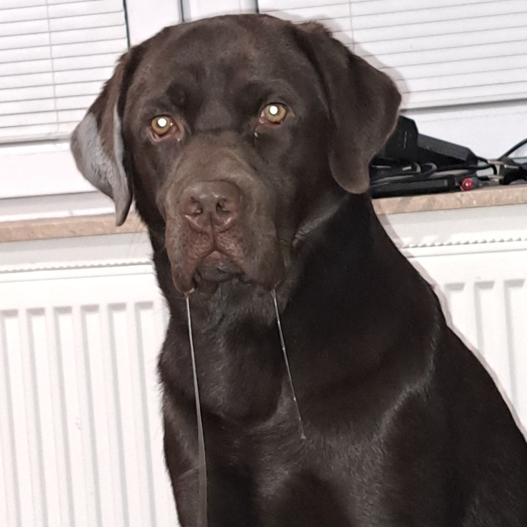 Soutěžní fotografie - Dagý,  Labradorský retriever