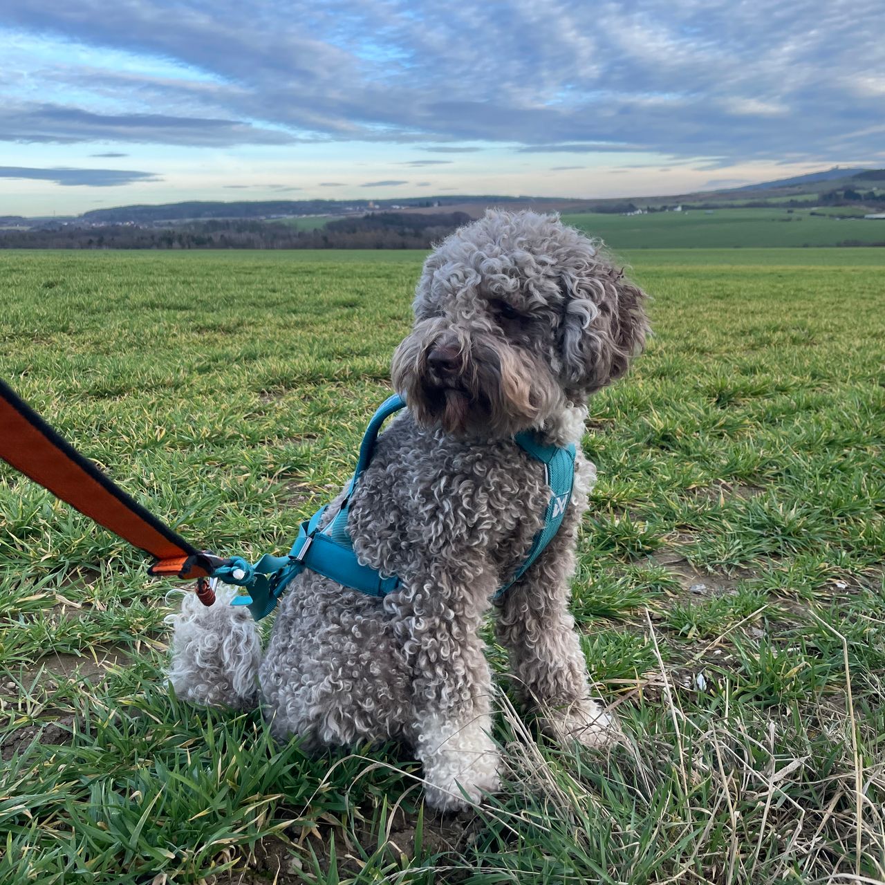 Soutěžní fotografie - Brownie,  Lagotto romagnolo