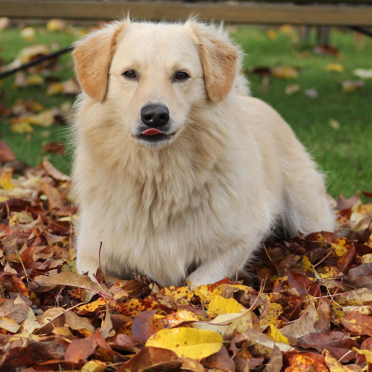 Soutěžní fotografie - Django,  Zlatý retriever