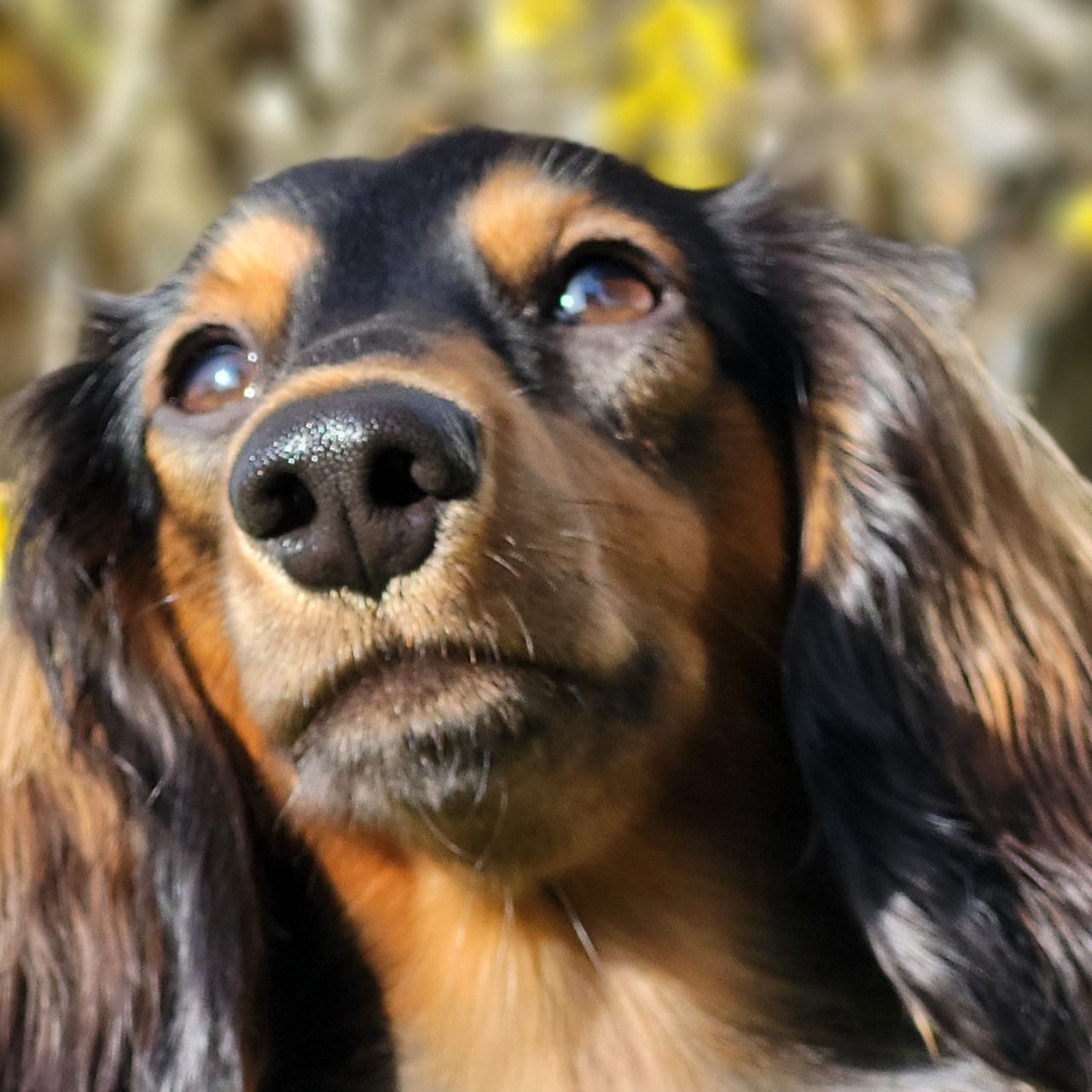 Soutěžní fotografie - Ginger,  Jezevčík