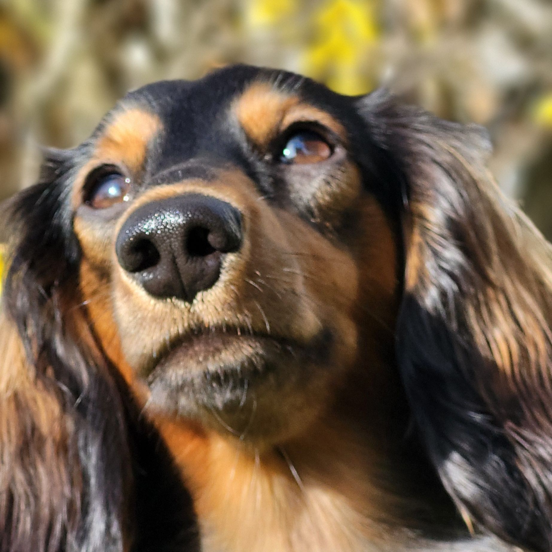 Soutěžní fotografie - Ginger,  Jezevčík
