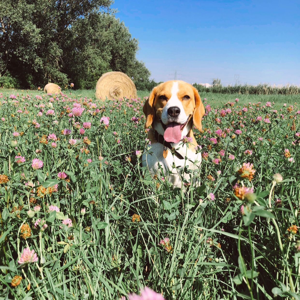 Soutěžní fotografie - Angie,  Beagle Harrier