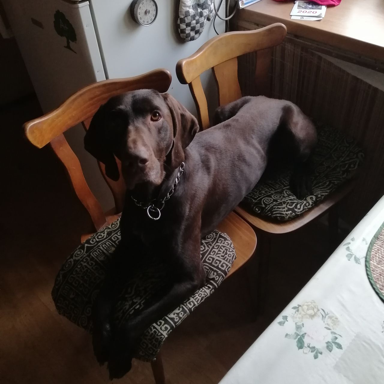 Soutěžní fotografie - Alf,  Německý ohař krátkosrstý