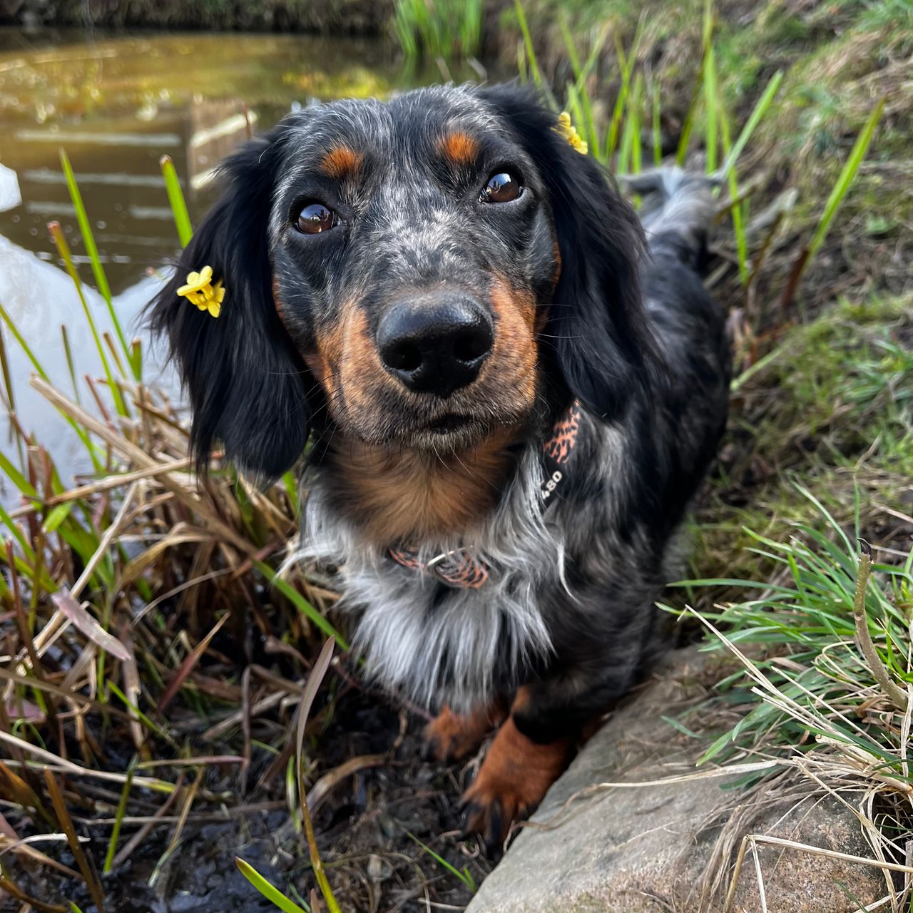 Soutěžní fotografie - Brownie ,  Jezevčík