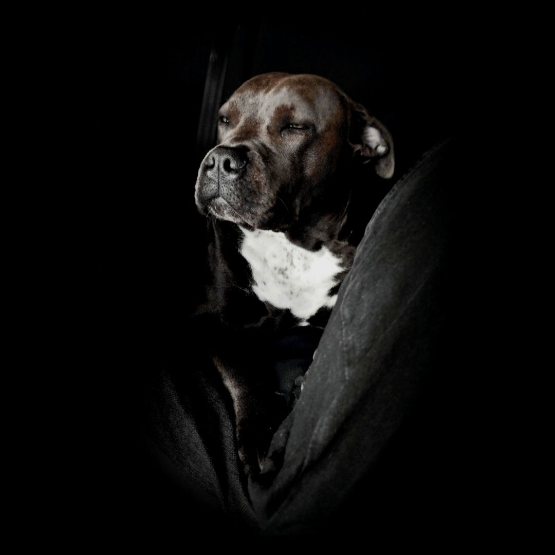 Soutěžní fotografie - Sabbath,  Americký stafordširský terier