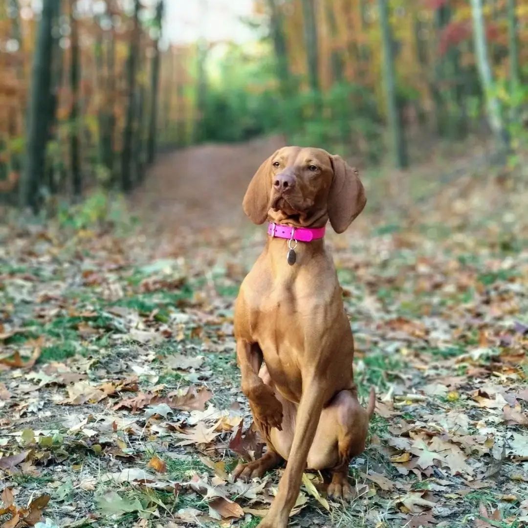 Soutěžní fotografie - Sunny,  Maďarský ohař krátkosrstý