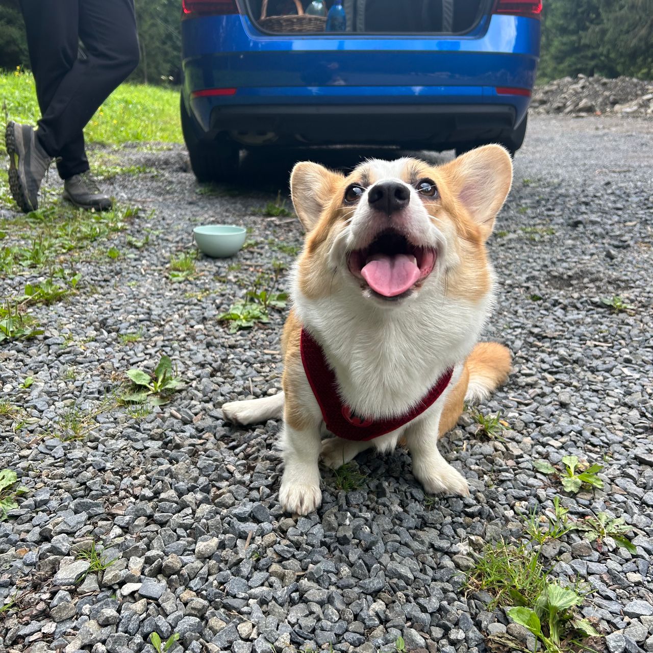Soutěžní fotografie - Maui,  Welsh Corgi Pembroke