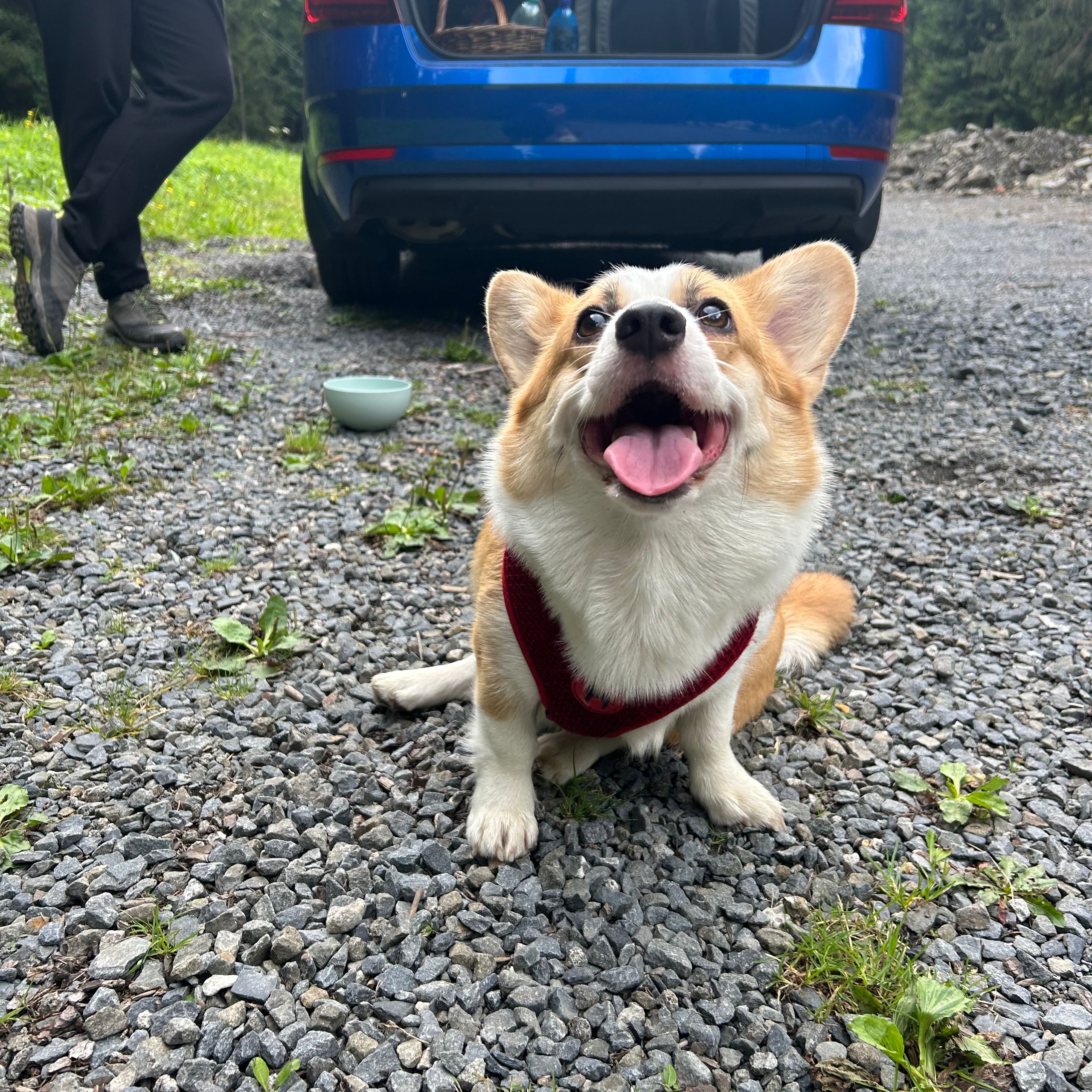 Soutěžní fotografie - Maui,  Welsh Corgi Pembroke