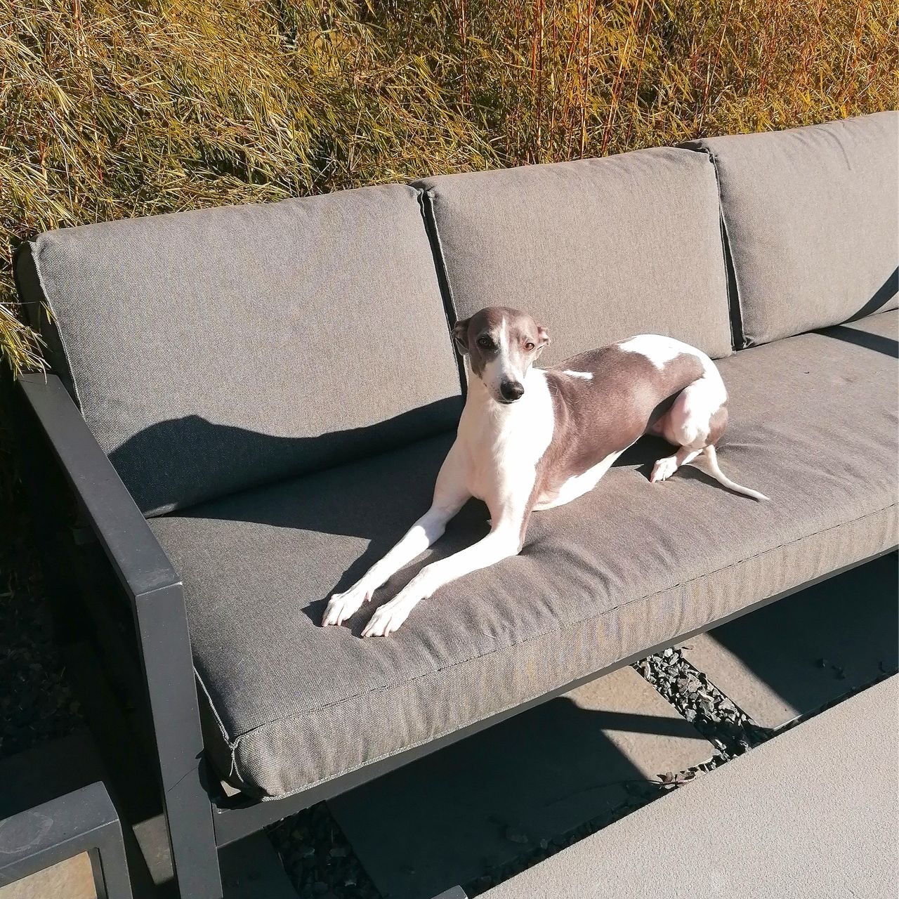 Soutěžní fotografie - Parolka,  Whippet