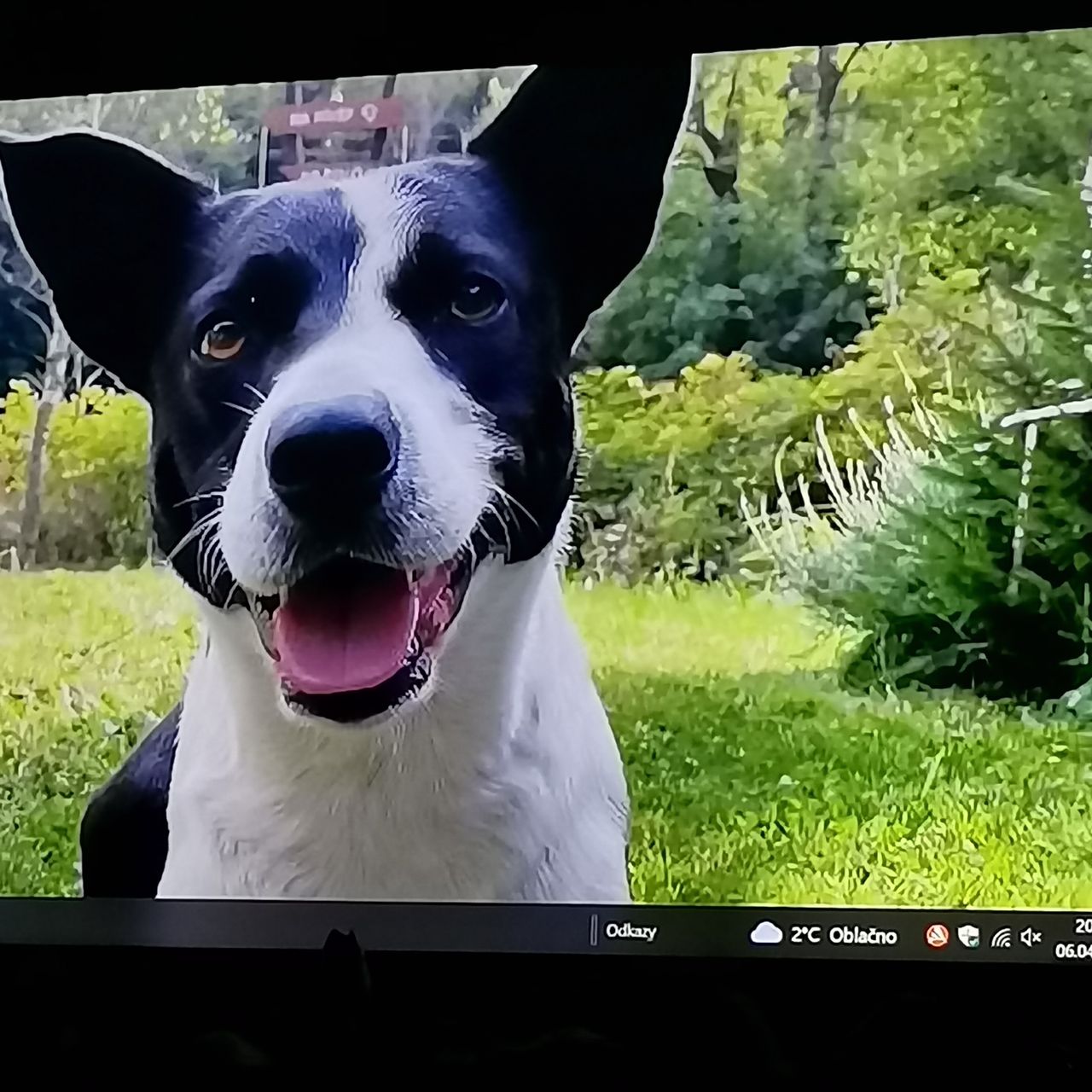 Soutěžní fotografie - Dixie,  Ostatní