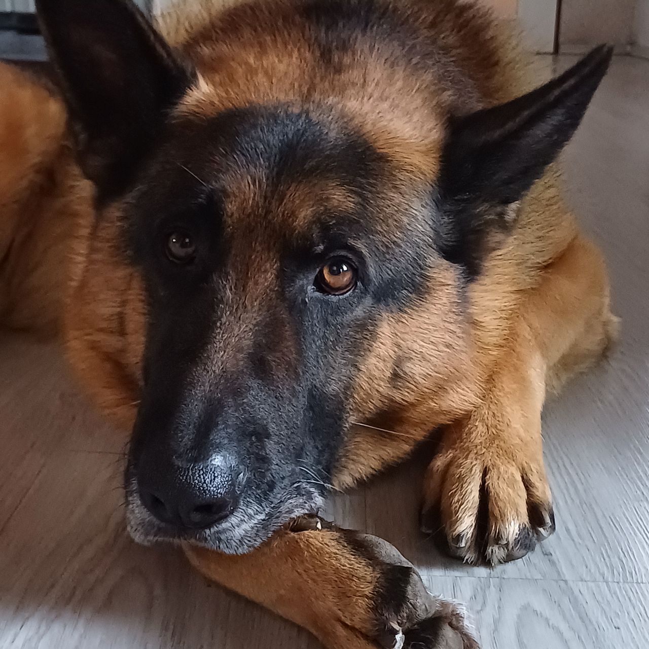 Soutěžní fotografie - Don,  Německý ovčák