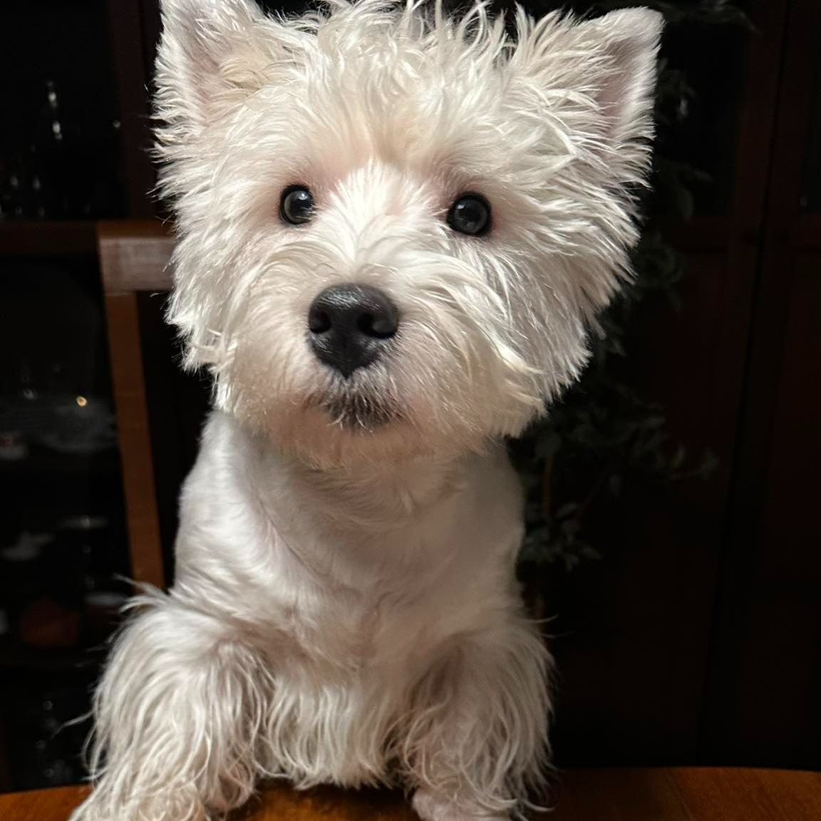 Soutěžní fotografie - Are Kim z Kamejku,  West Highland White Terrier