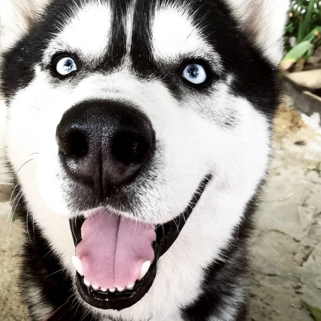 Soutěžní fotografie - Deamon,  Sibiřský husky