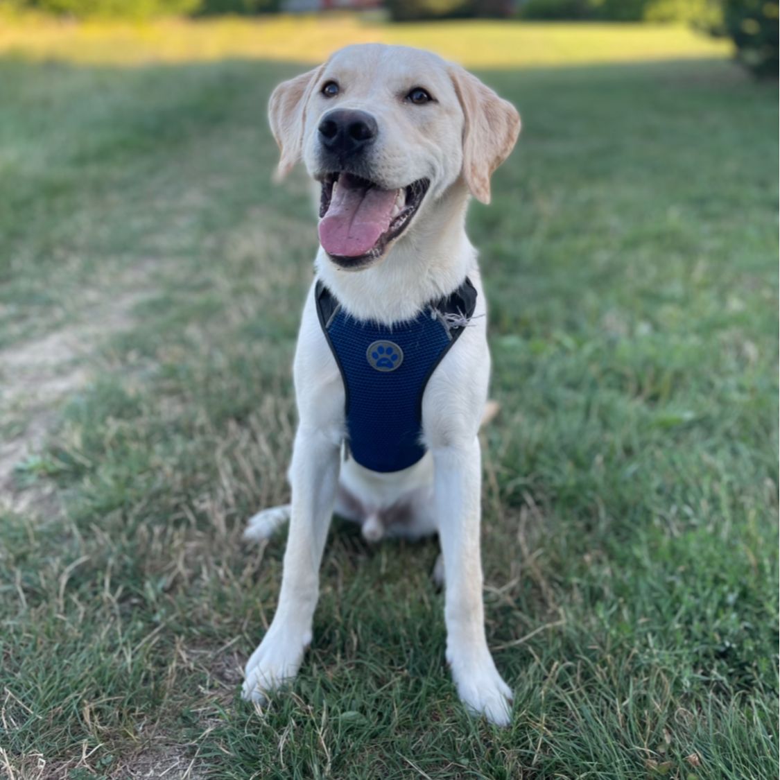 Soutěžní fotografie - Kiro,  Labradorský retriever