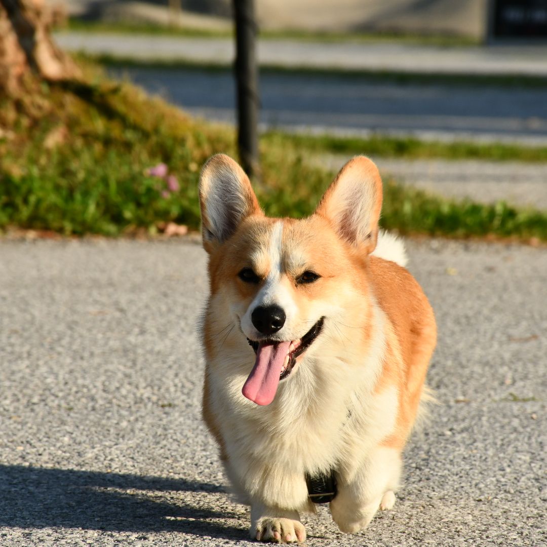 Soutěžní fotografie - Desty,  Welsh Corgi Pembroke
