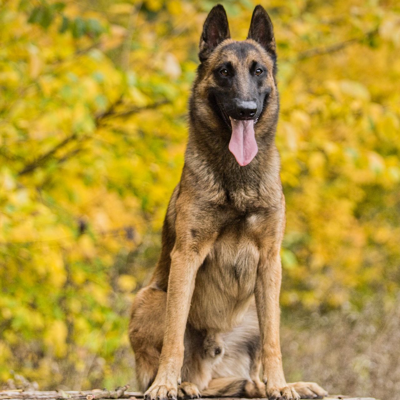 Soutěžní fotografie - Davir Kwanah ,  Belgický ovčák - Malinois