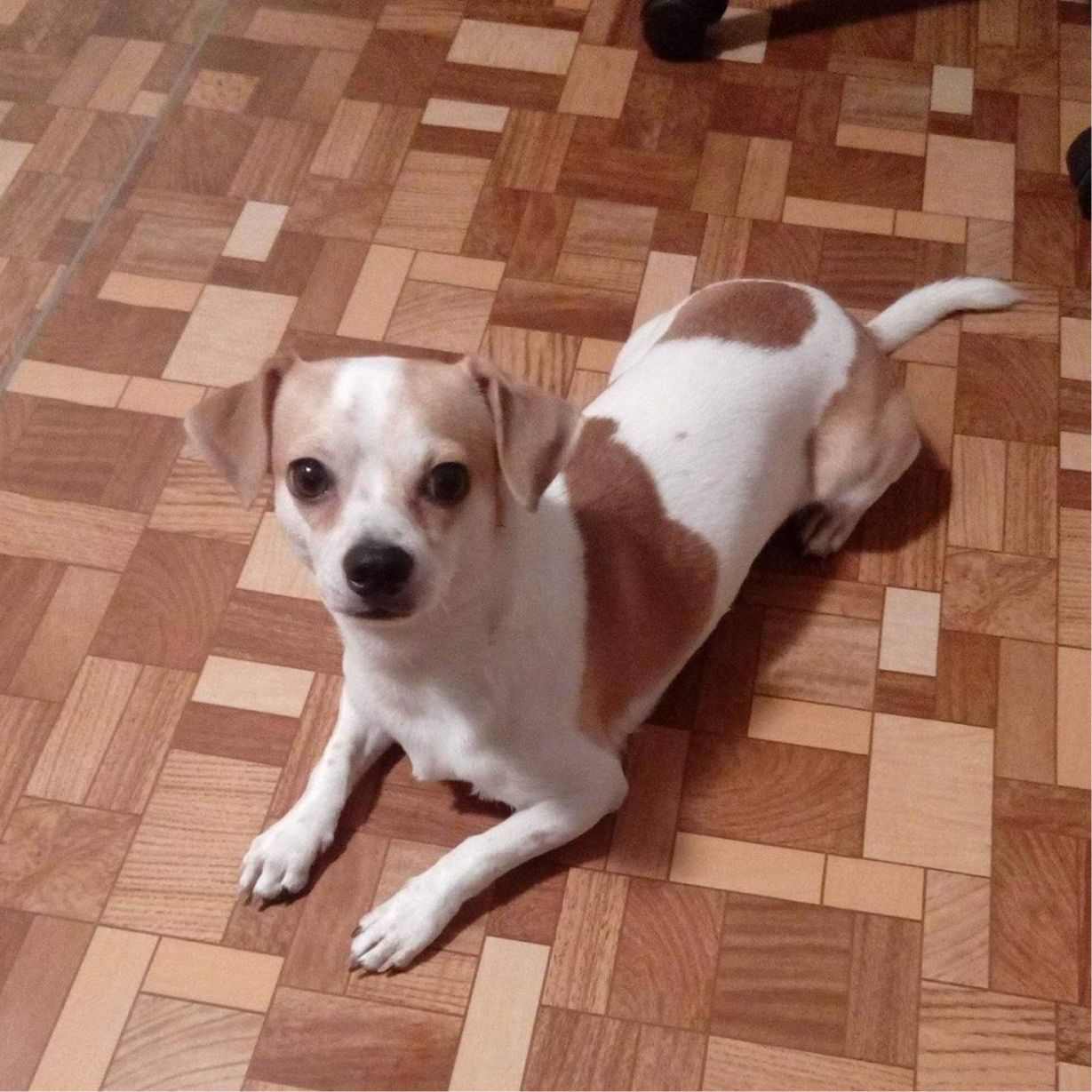 Soutěžní fotografie - Scooby,  Jack Russell Teriér