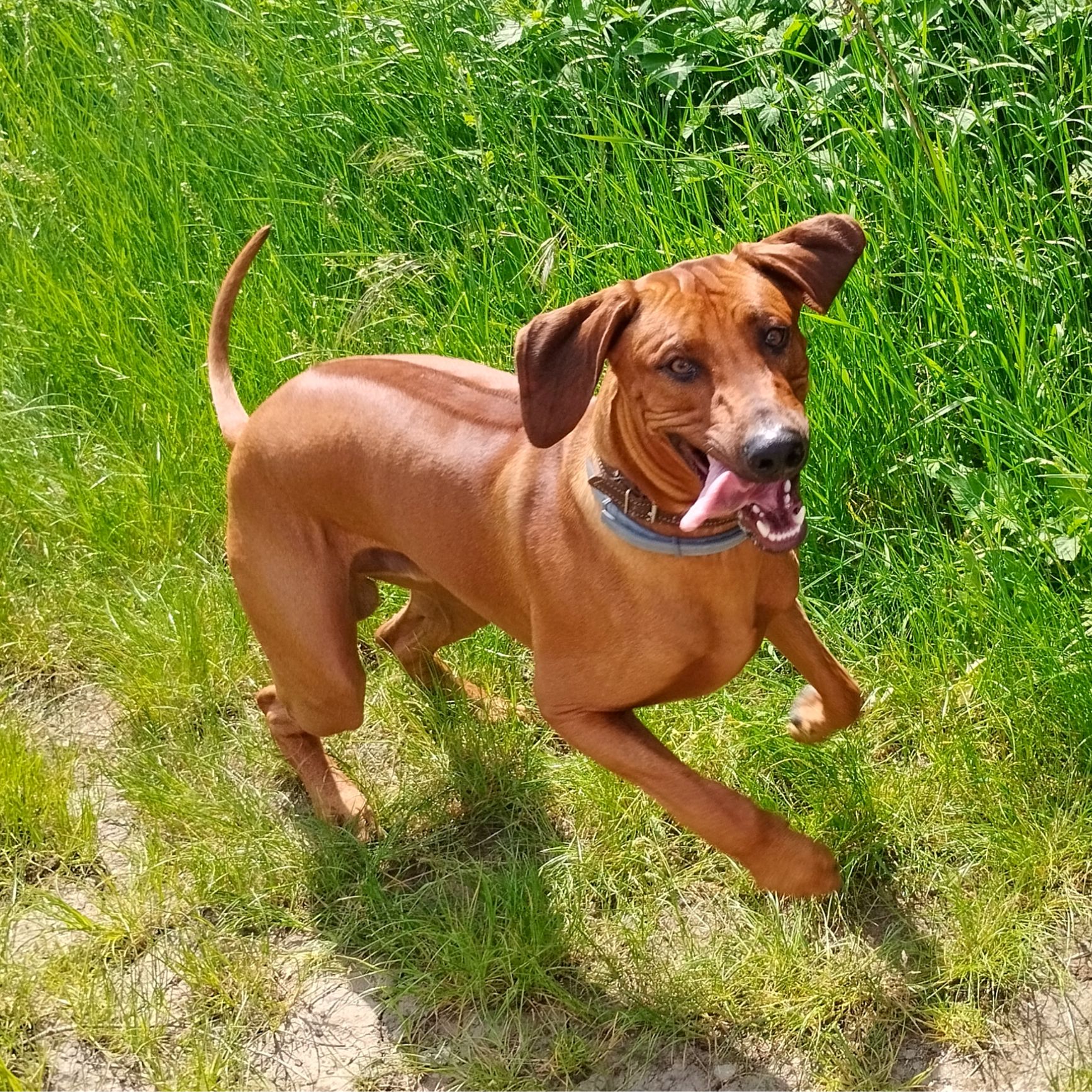 Soutěžní fotografie - ARNY,  Rhodéský ridgeback
