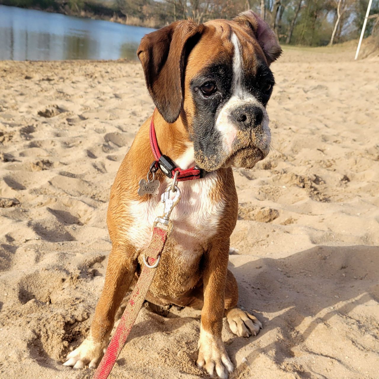 Soutěžní fotografie - Molly,  Německý boxer