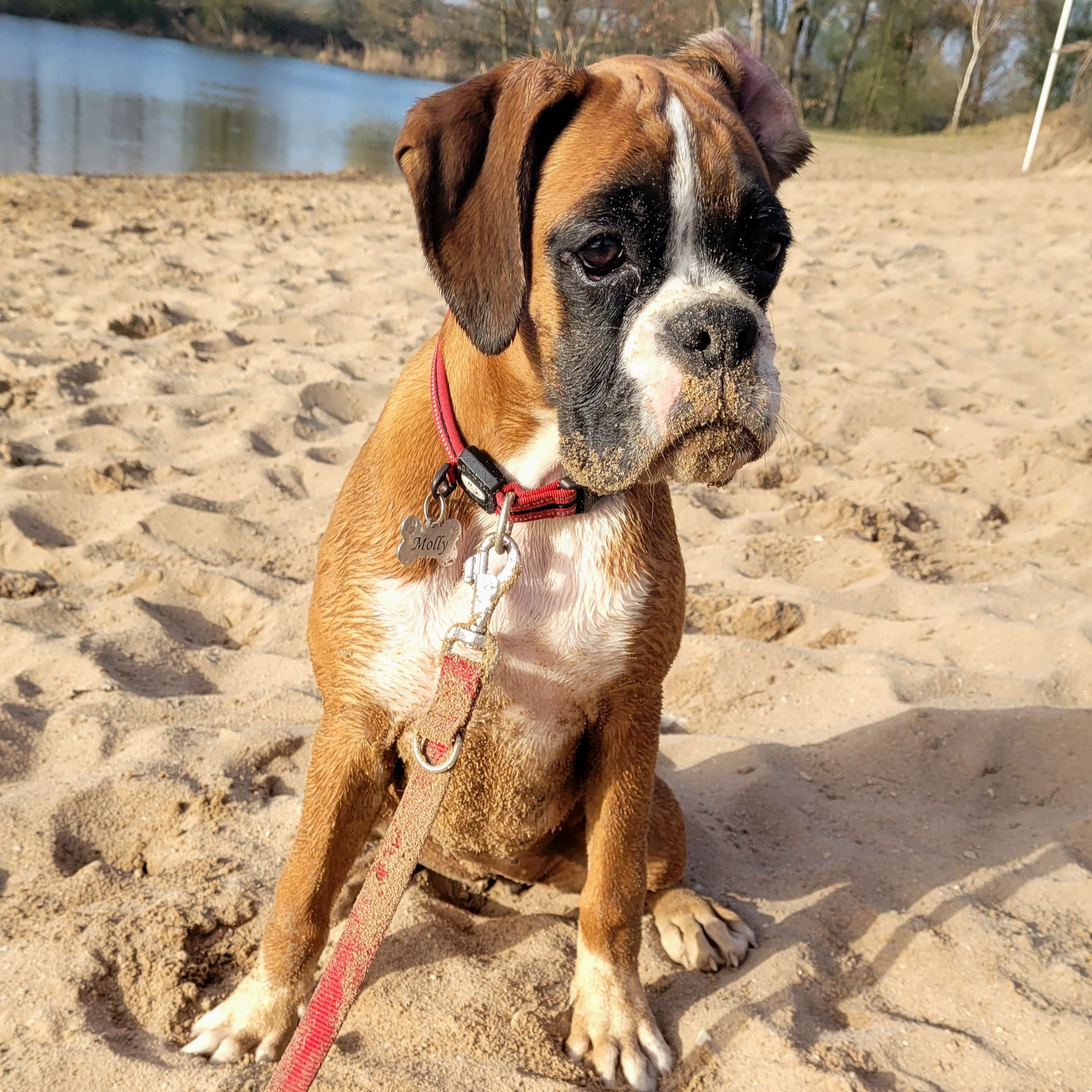 Soutěžní fotografie - Molly,  Německý boxer