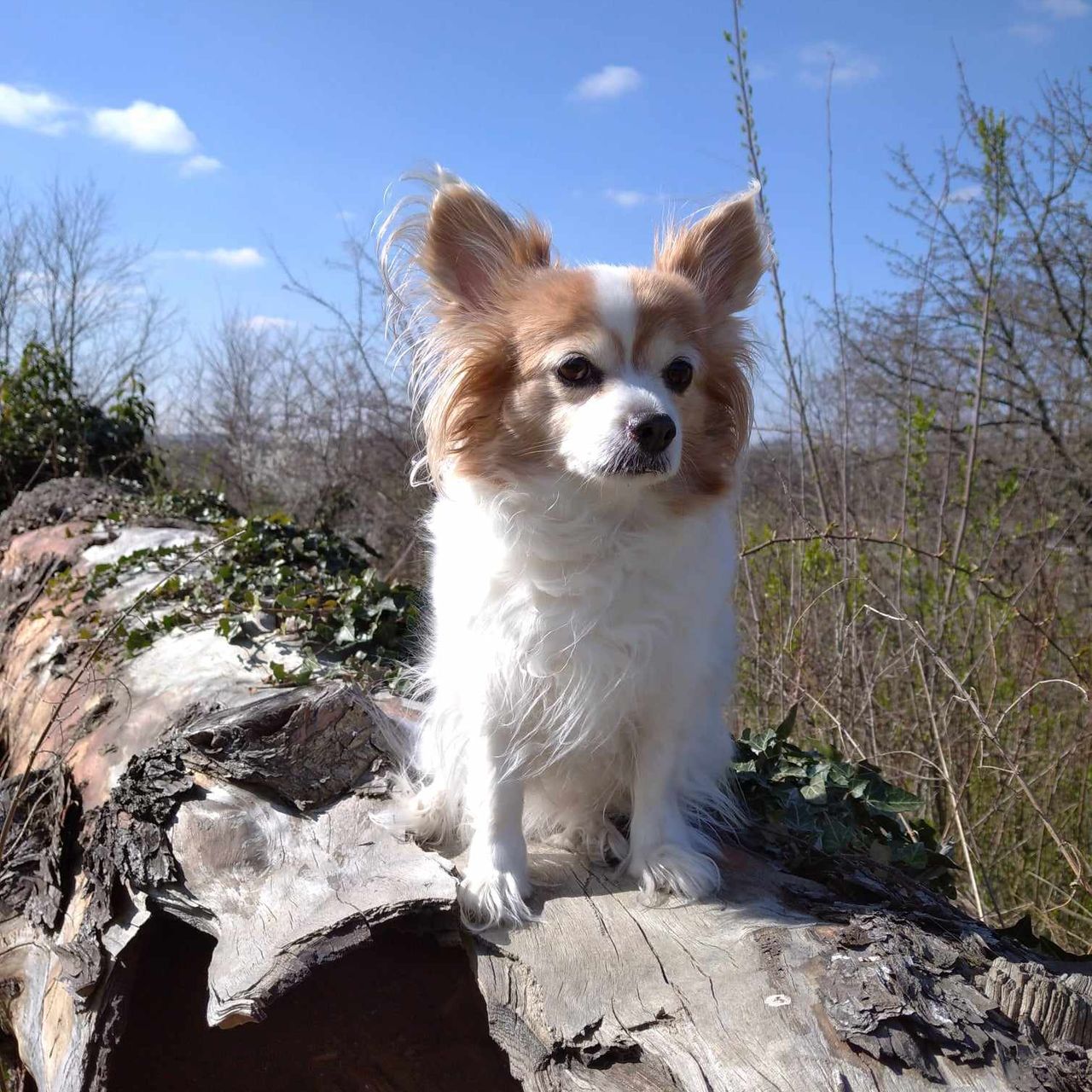 Soutěžní fotografie - Amy,  Papillon