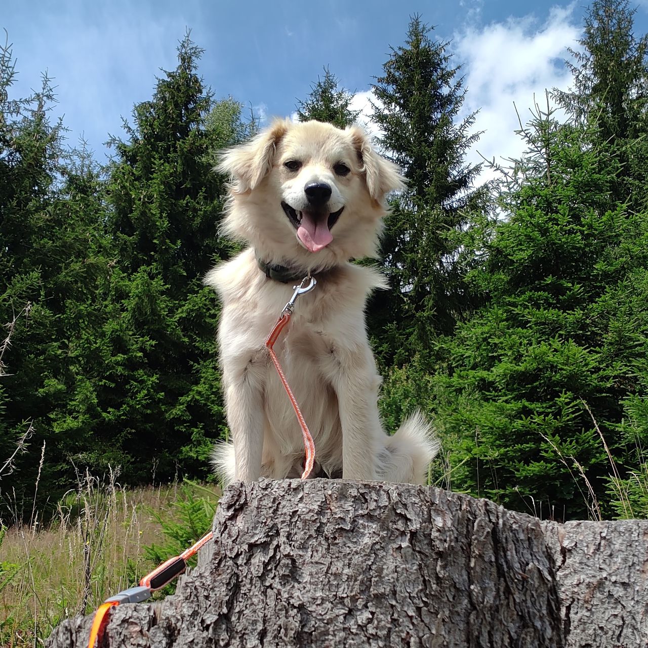 Soutěžní fotografie - Benji,  Německý špic velký