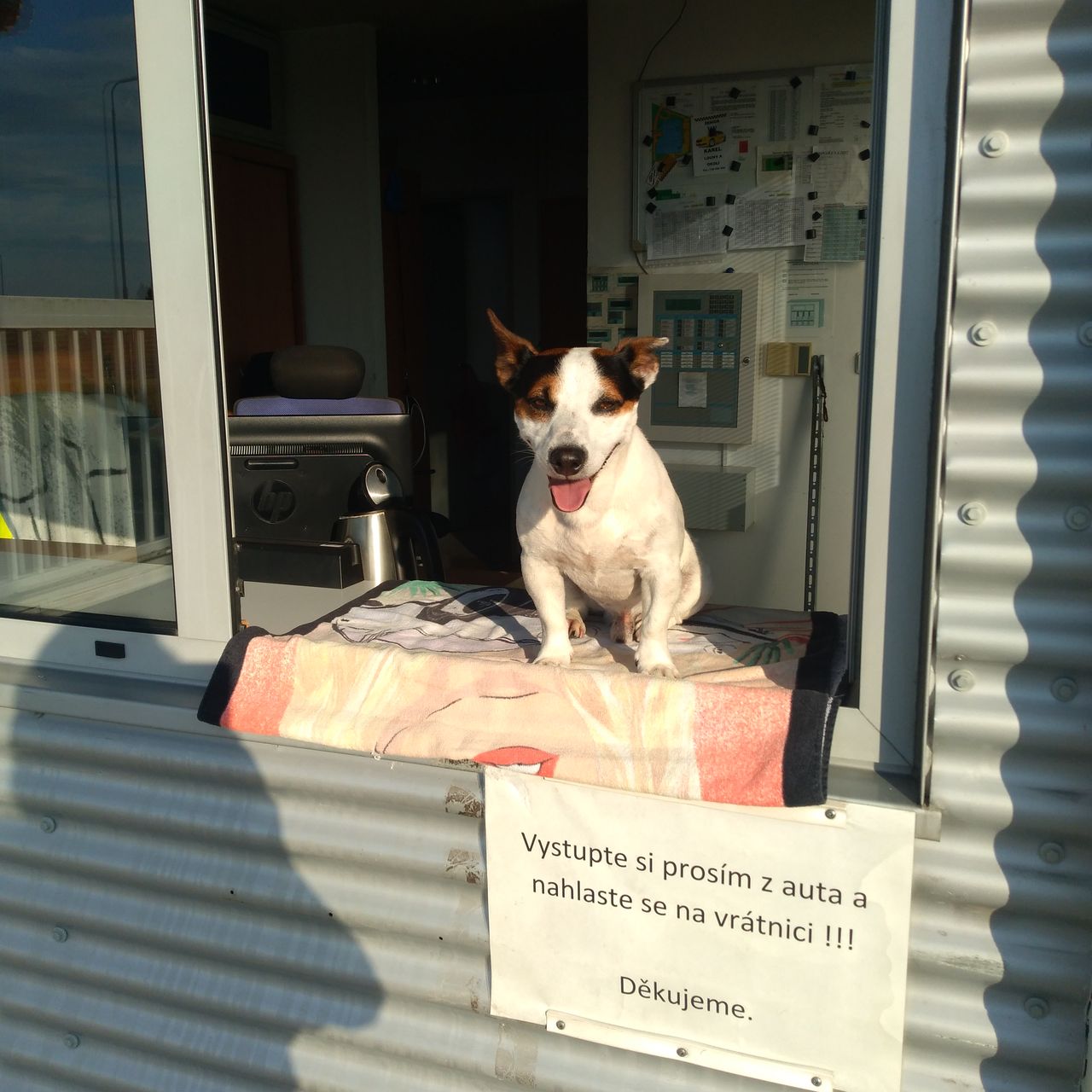 Soutěžní fotografie - Toníček,  Jack Russell Teriér