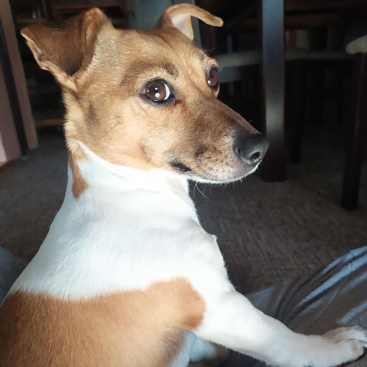Soutěžní fotografie - Jackie,  Jack Russell Teriér