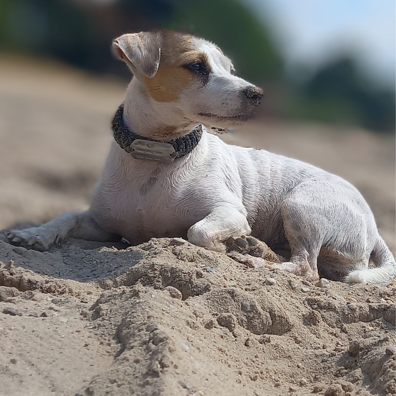Soutěžní fotografie - Ebi,  Jack Russell Teriér