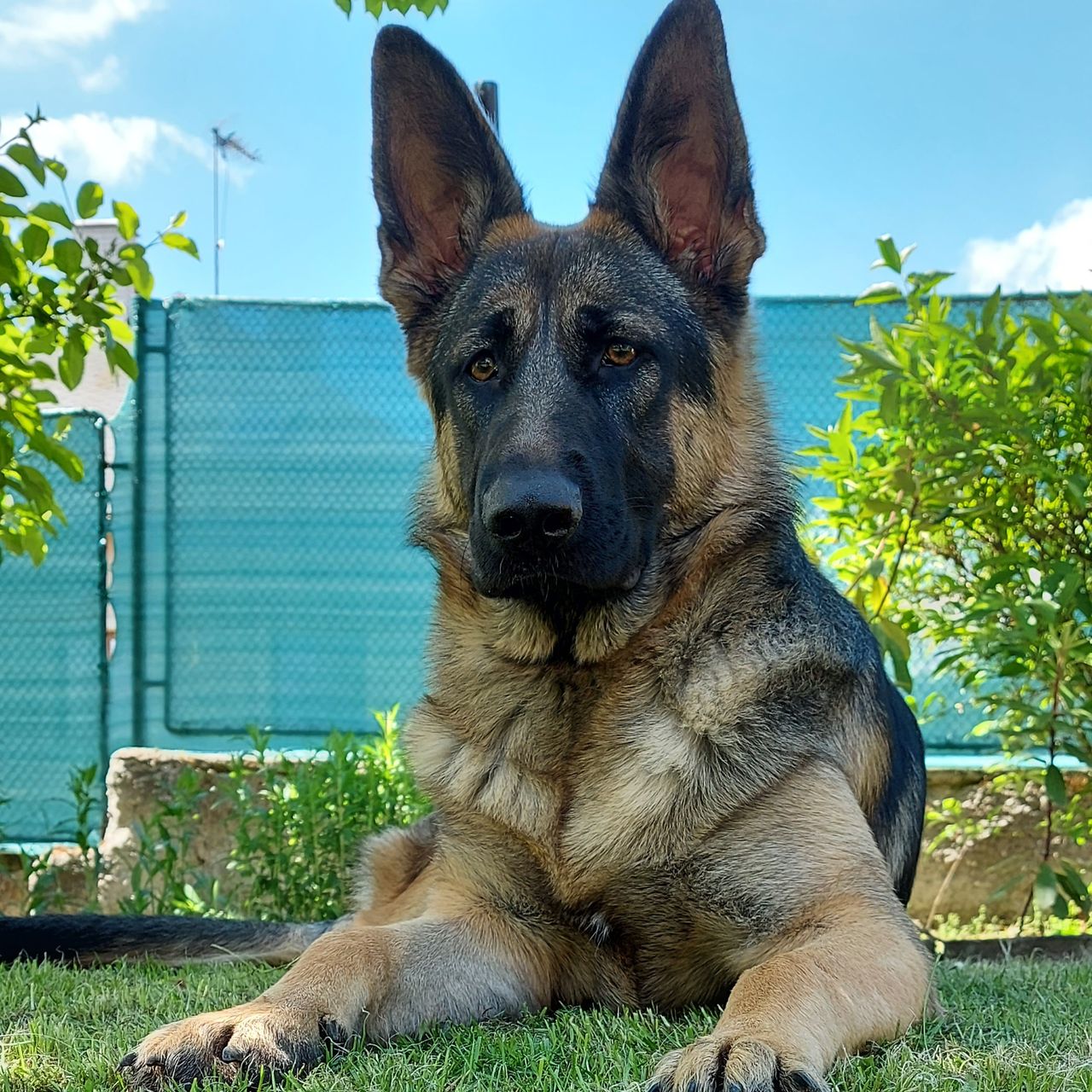 Soutěžní fotografie - Korina,  Německý ovčák
