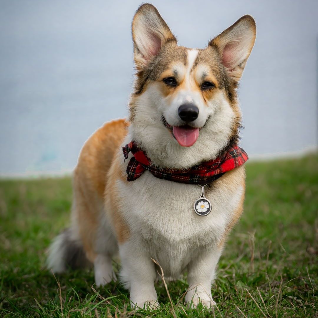 Soutěžní fotografie - Lilibeth,  Welsh Corgi Pembroke