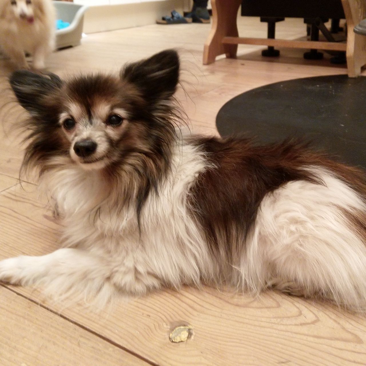 Soutěžní fotografie - Apač,  Papillon