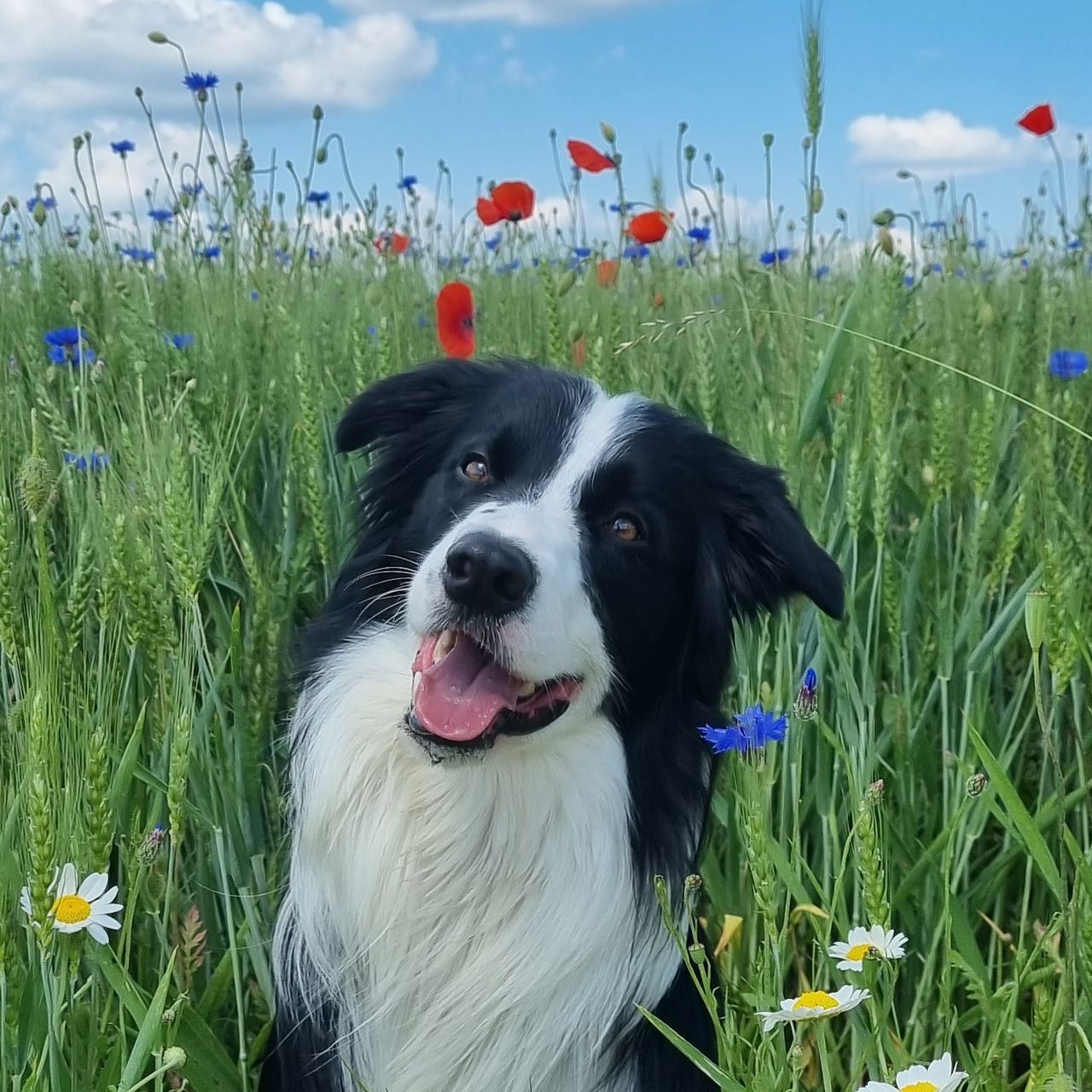 Soutěžní fotografie - Atalay,  Border kolie