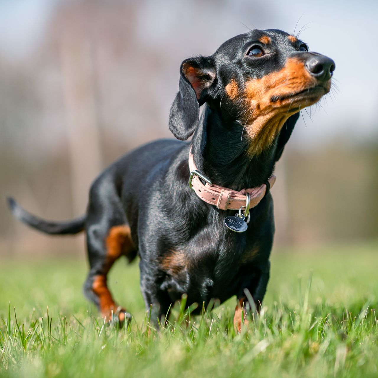 Soutěžní fotografie - Betty,  Jezevčík