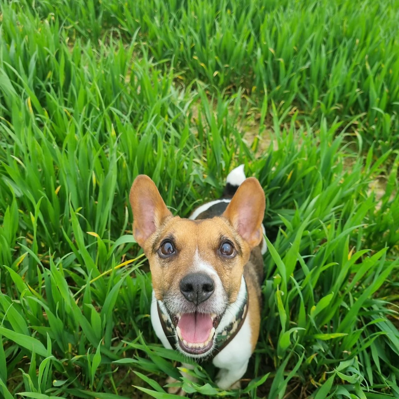 Soutěžní fotografie - Kosmík,  Jack Russell Teriér