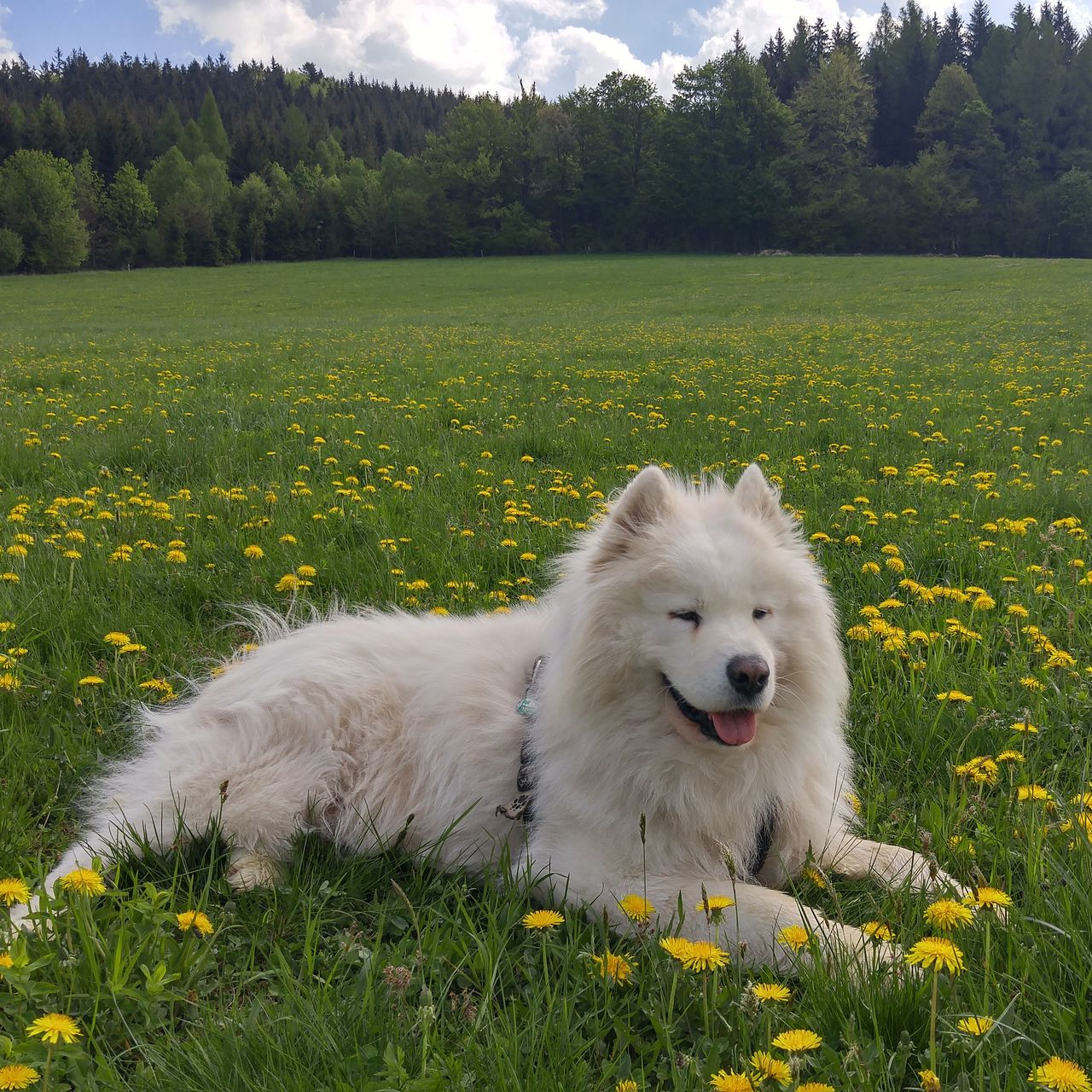 Soutěžní fotografie - Jamie,  Samojed