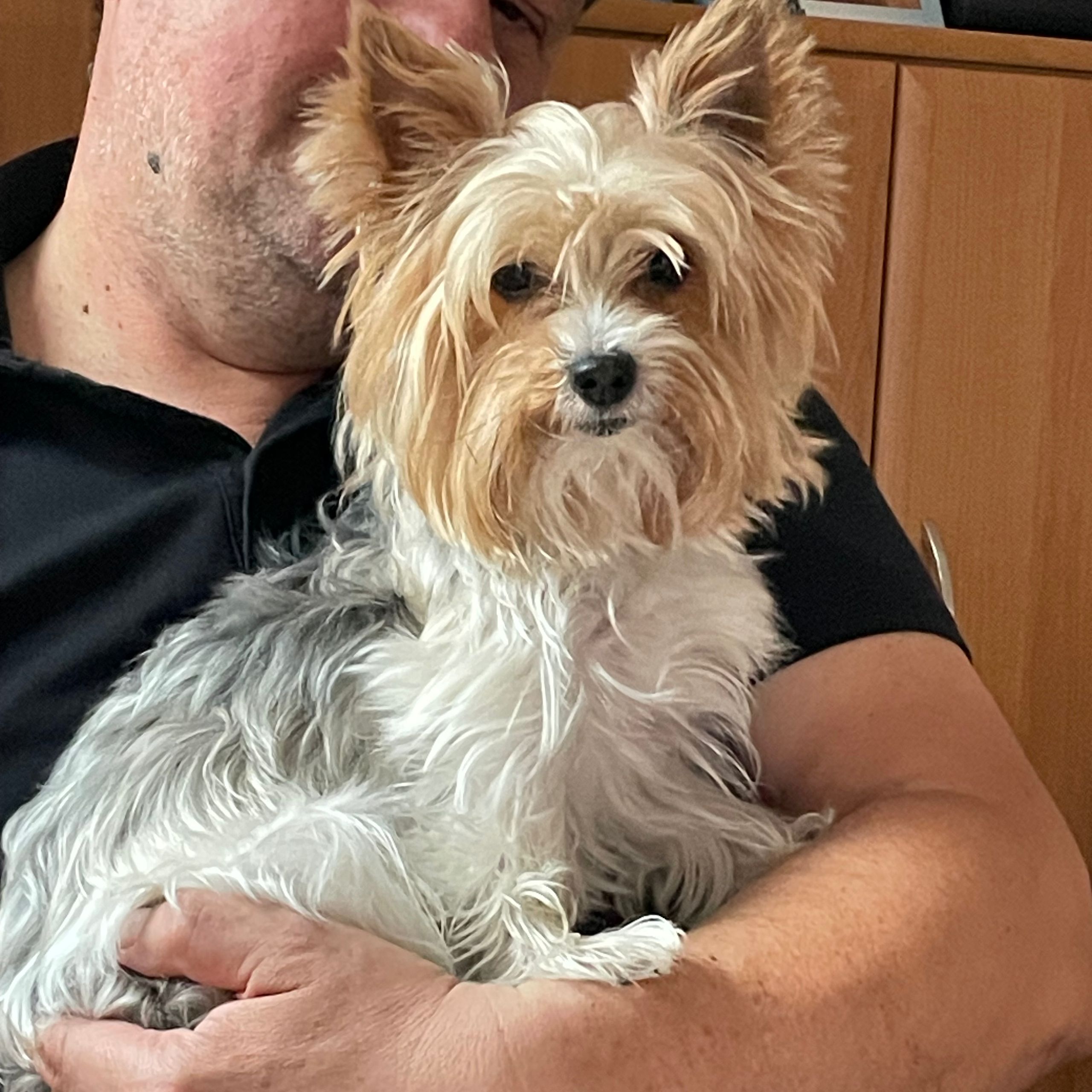 Soutěžní fotografie - Alf,  Yorkšírský terier