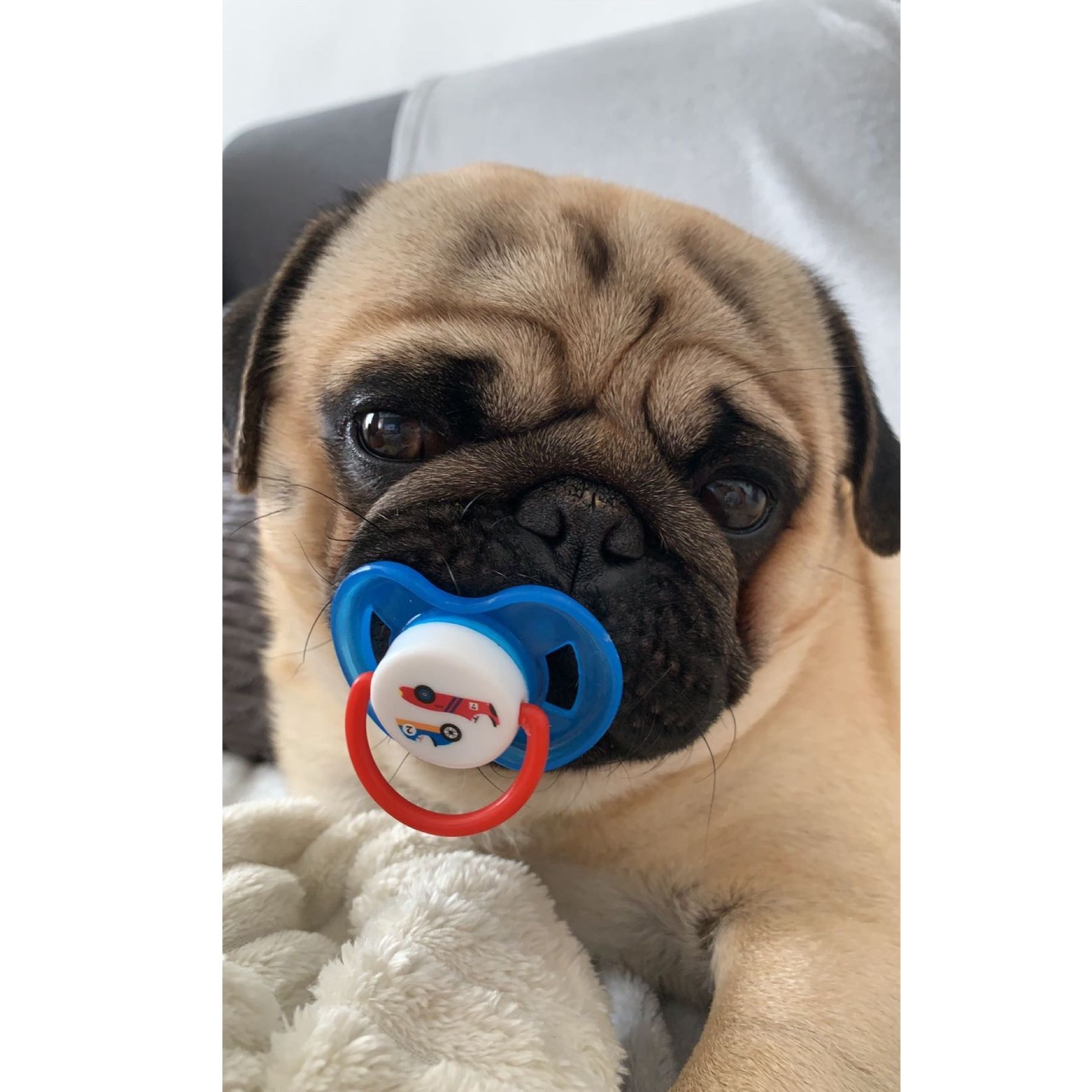 Soutěžní fotografie - Sendík ,  Mops