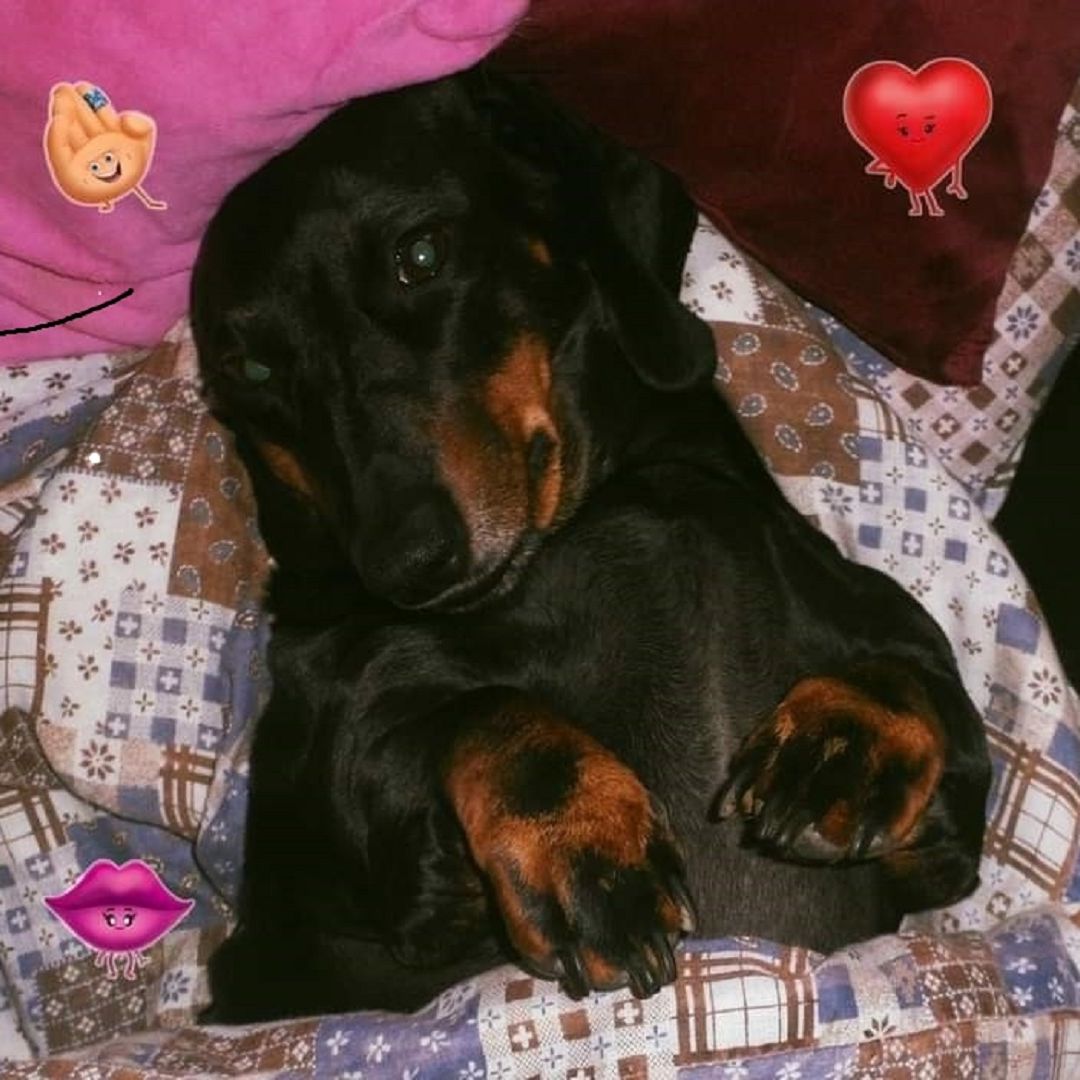 Soutěžní fotografie - Betty,  Jezevčík