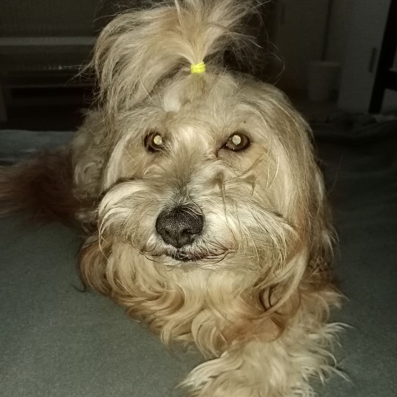 Soutěžní fotografie - Pegy,  Shih-tzu