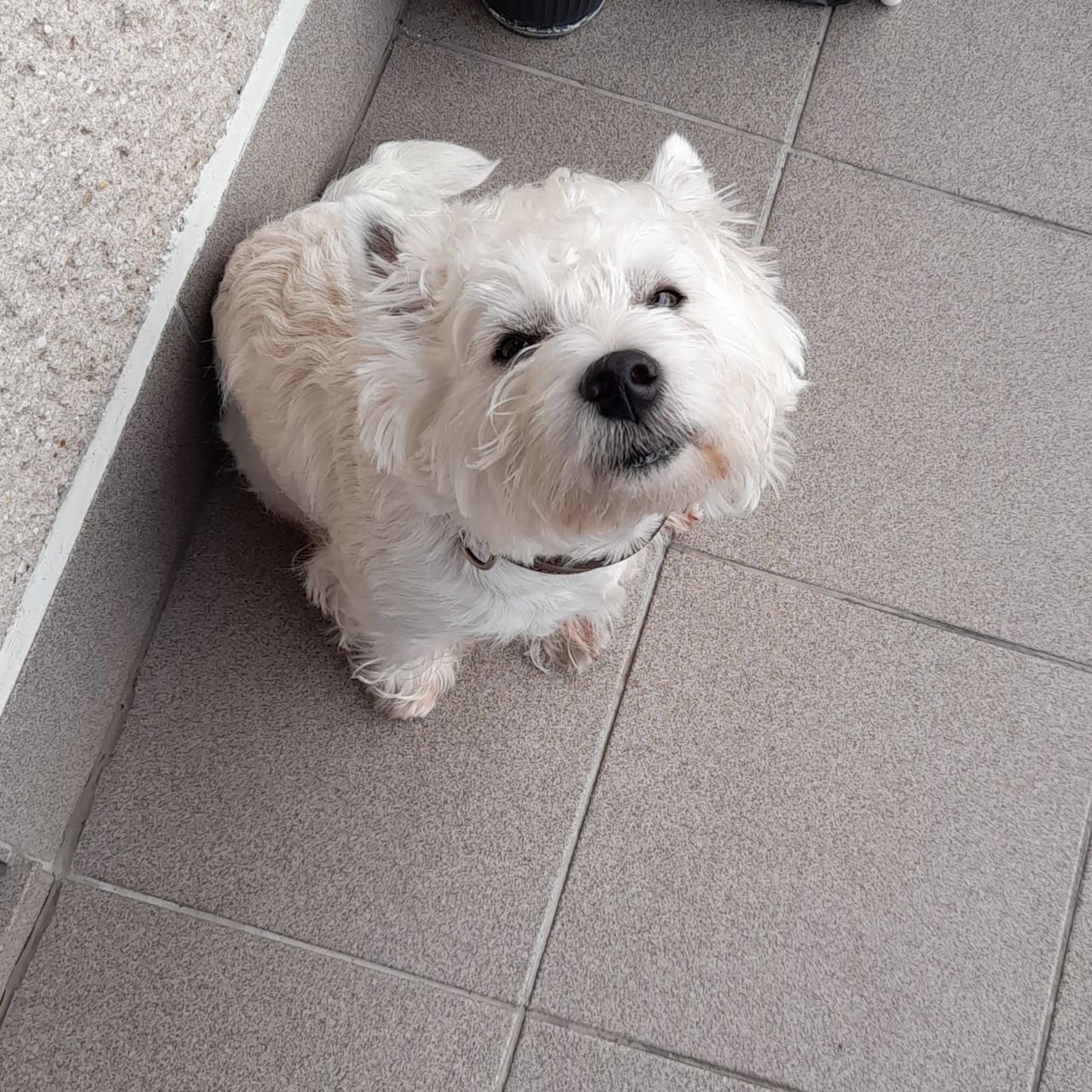 Soutěžní fotografie - Dante,  West Highland White Terrier