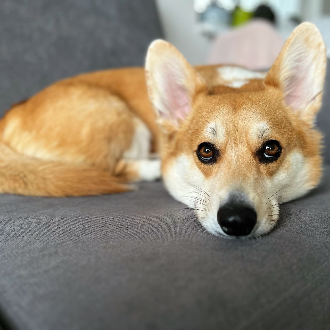 Soutěžní fotografie - Eliot,  Welsh Corgi Pembroke