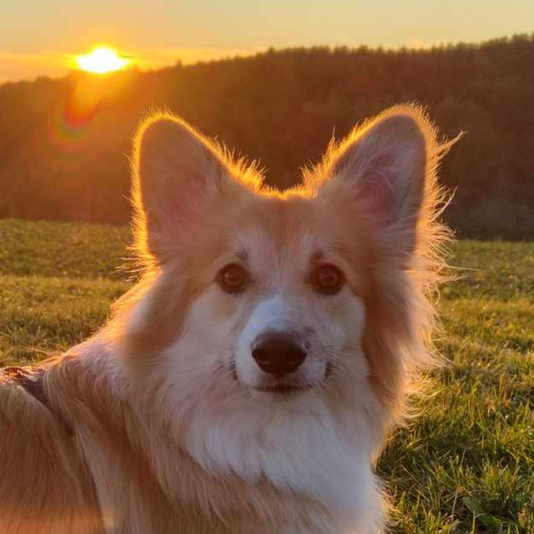 Soutěžní fotografie - Amy,  Welsh Corgi Pembroke