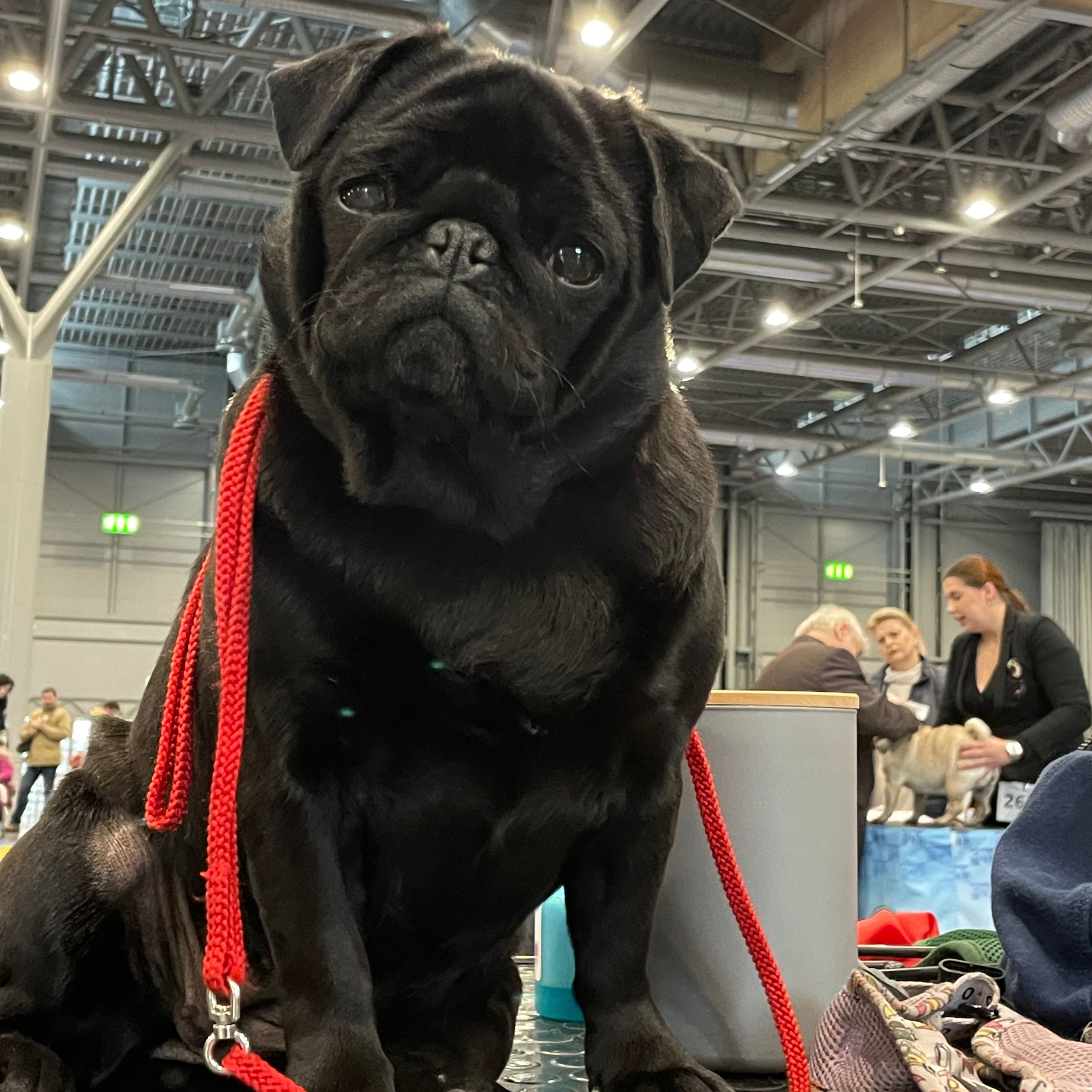 Soutěžní fotografie - Kathleen Olivia Meskalin,  Mops