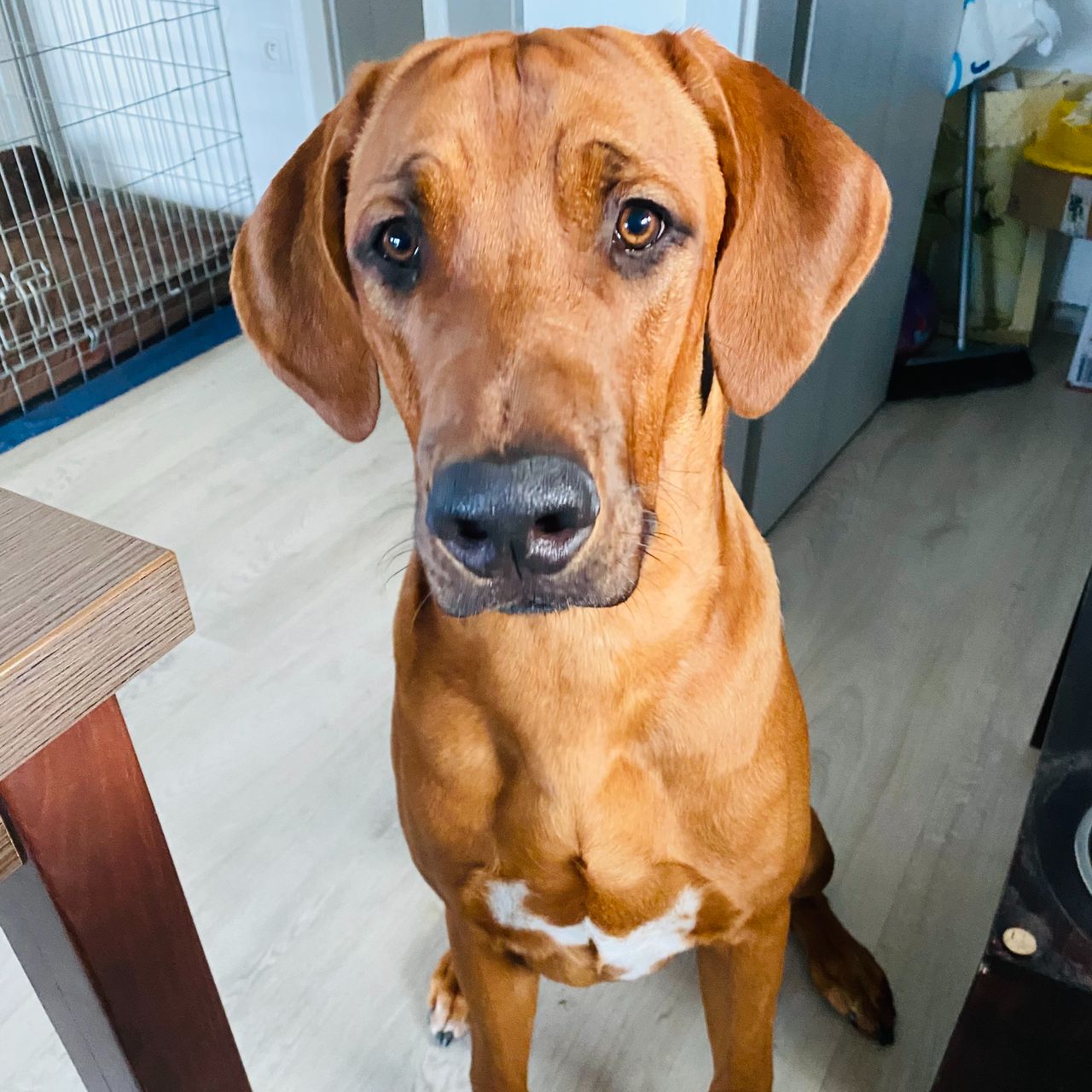 Soutěžní fotografie - Zuky,  Rhodéský ridgeback