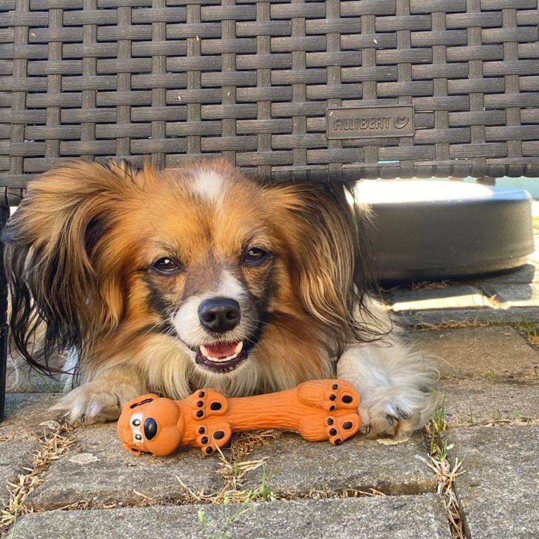 Soutěžní fotografie - Archie,  Papillon